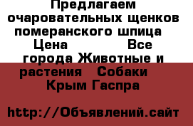 Предлагаем очаровательных щенков померанского шпица › Цена ­ 15 000 - Все города Животные и растения » Собаки   . Крым,Гаспра